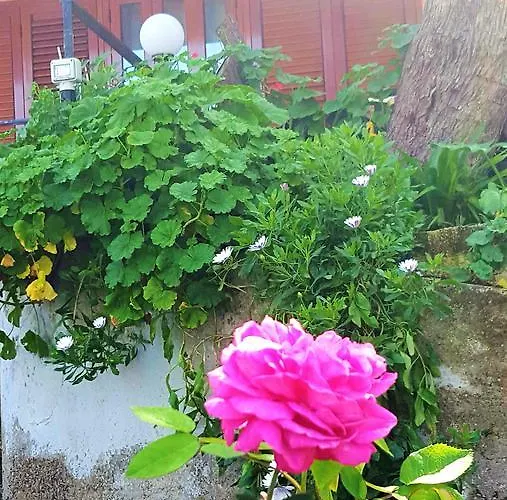 Delle Rose 4* Чефалу